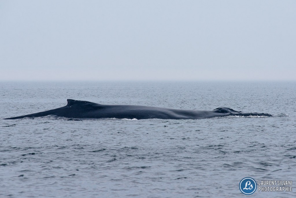 Baleines dans le fleuve StLaurent Laurent Silvani photographe de