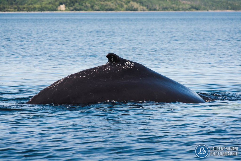 Baleine qui plonge dans le fleuve StLaurent à la CôteNord Laurent