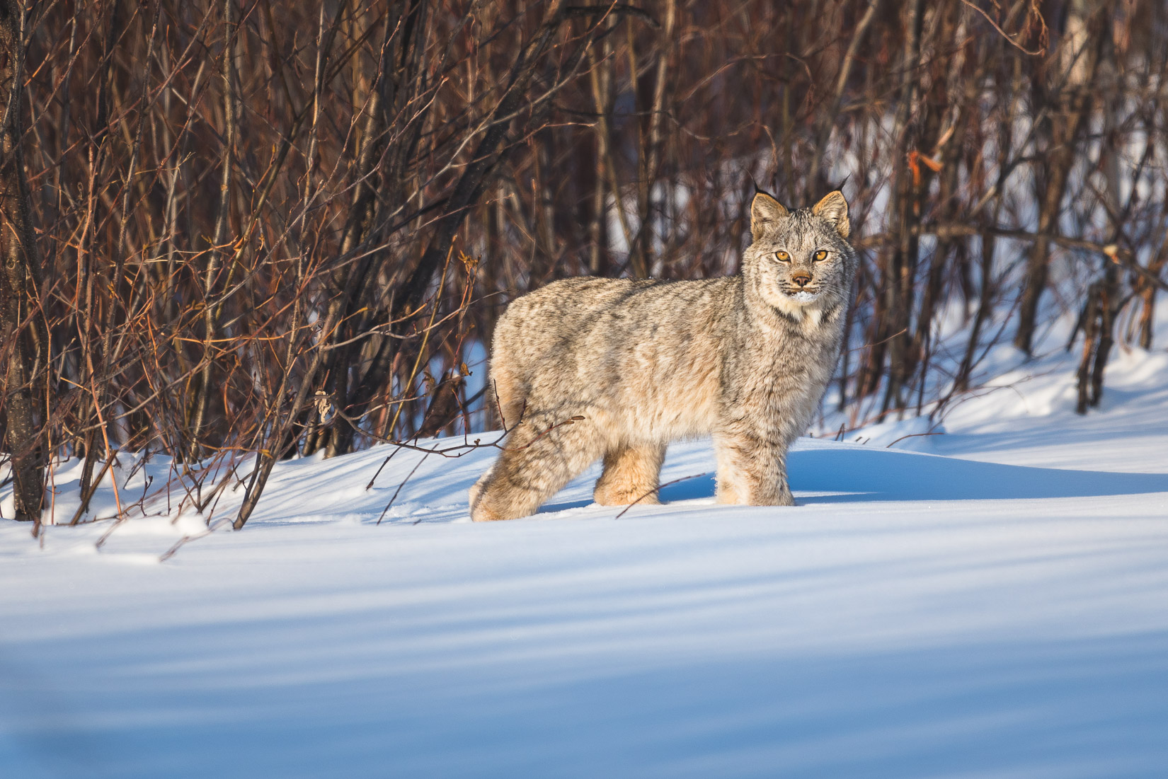 Lynx du Canada - Saguenay-Lac-Saint-Jean