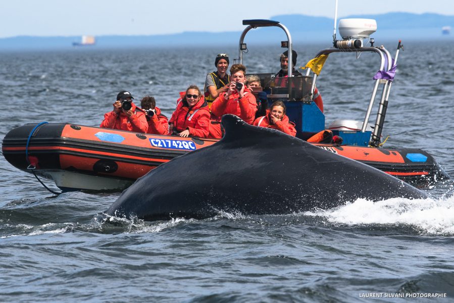 Observation des baleines au Québec