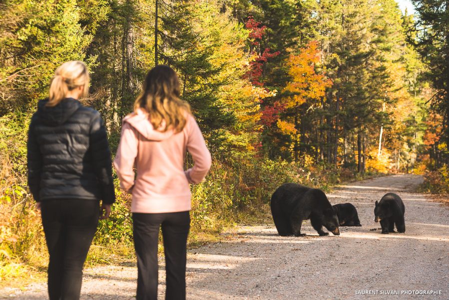 Observation de l'ours noir au Saguenay