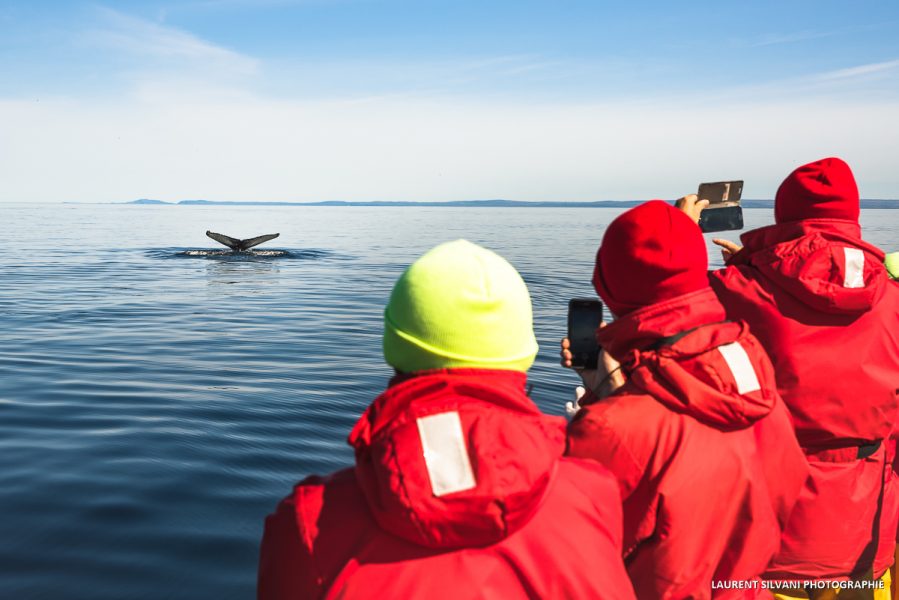 Observation des baleines du Saint-Laurent