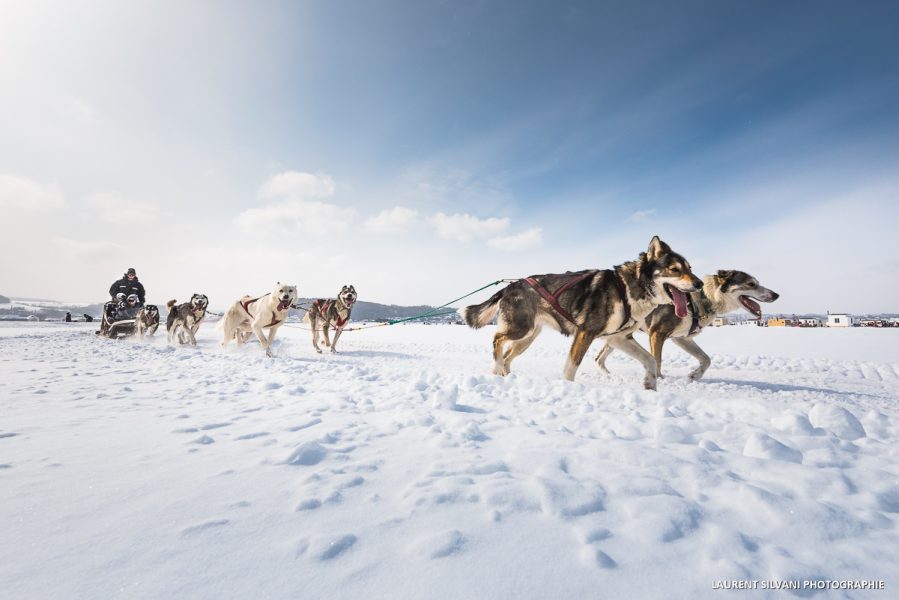 Traîneau à chiens sur les glaces du Saguenay